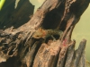 Larva Salamandra