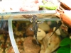 Larva Salamandra