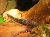 Larva Salamandra