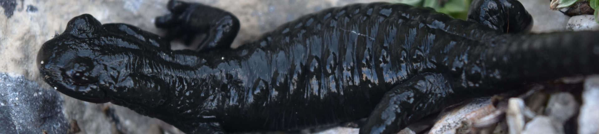 Salamandra